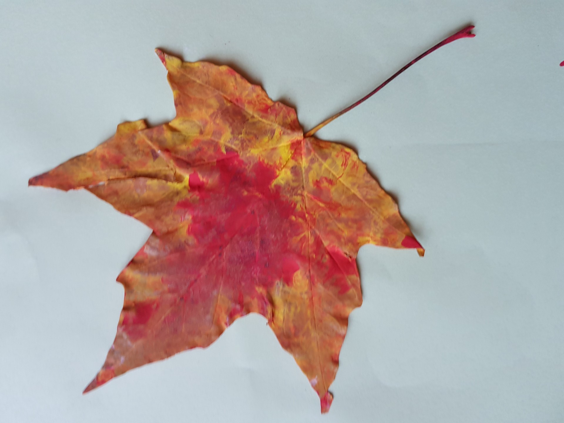 Feuille d'Erable1