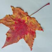 Feuille d'Erable1